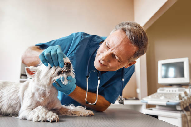 Best Broken or Chipped Tooth Repair in Harkers Island, NC